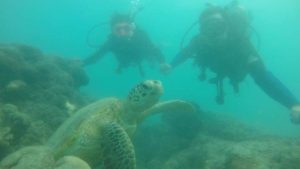 turtle diving hayman island whitsunday queensland australia