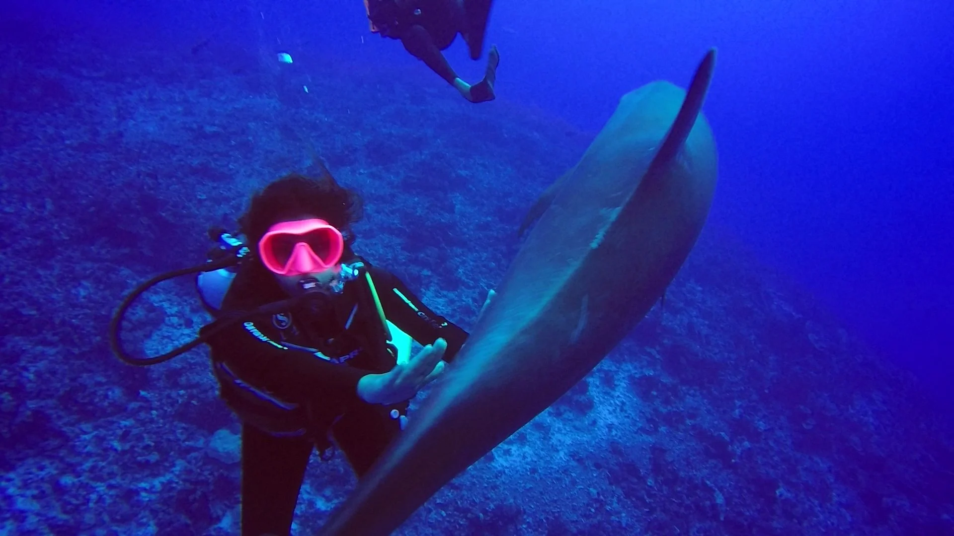 Dolphin swimming near Rangiroa