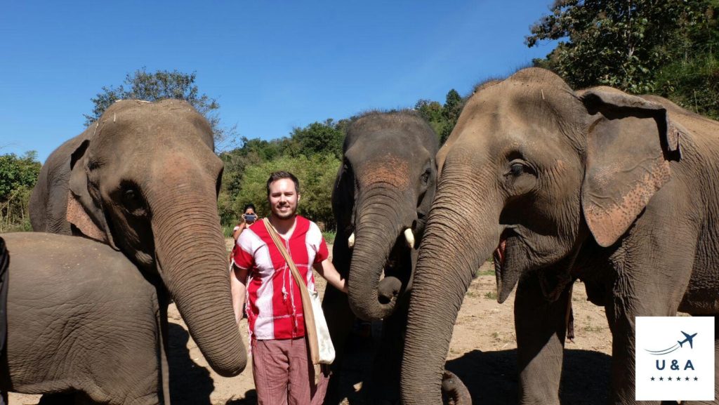 elephants with man picture chiang mai