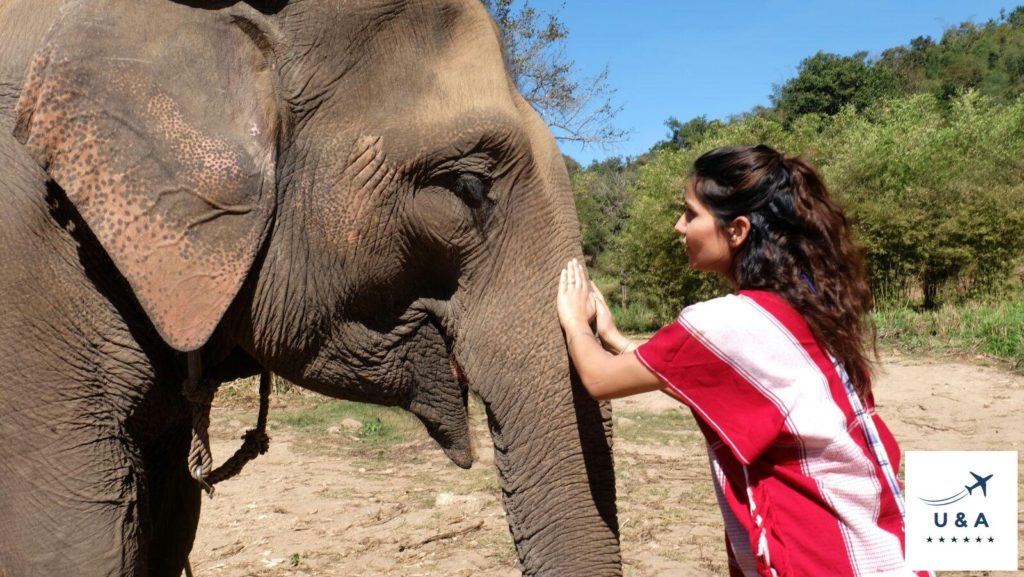 touching elephant chiang mai