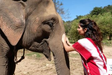 discovery elephant keeper chiang mai thailand