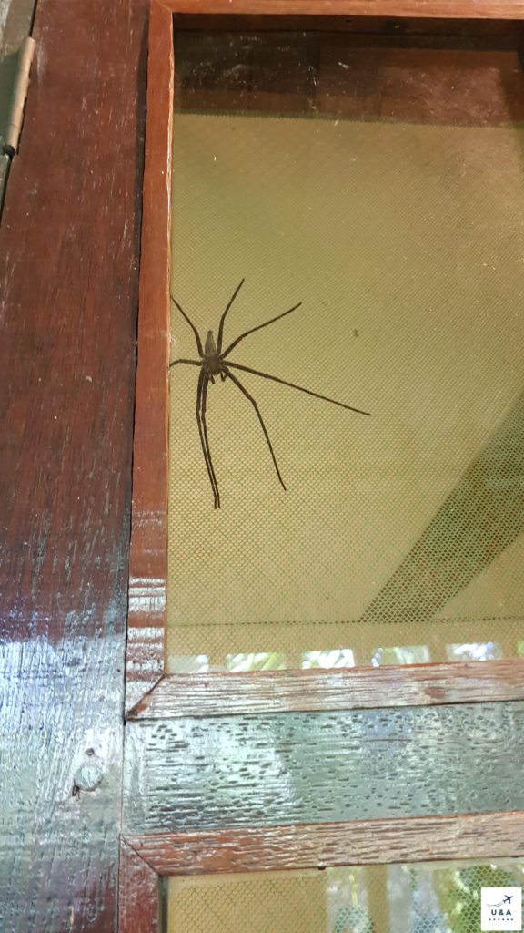 huge spider at window