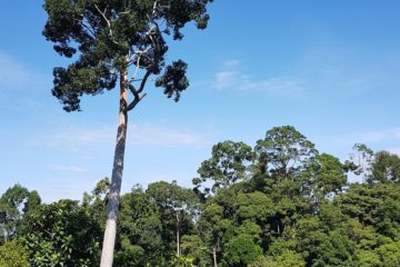 rainforest discovery center borneo malaysia