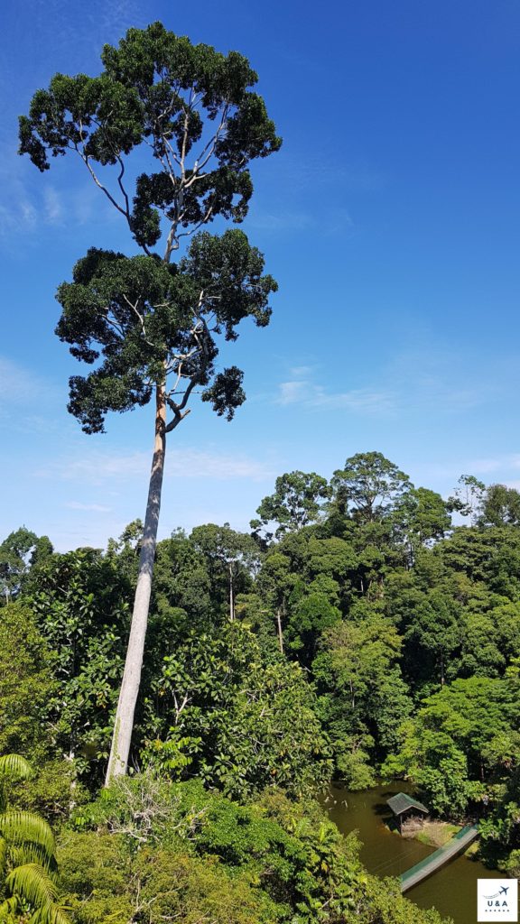 Huge tree at the Rainforest Discovery Center (RDC) in Sepilok