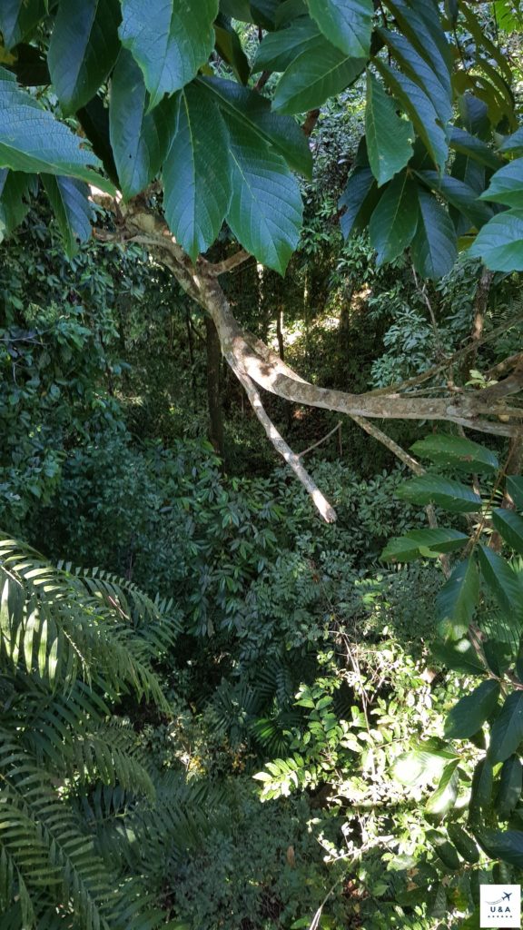 View into the rainforest Sepilok