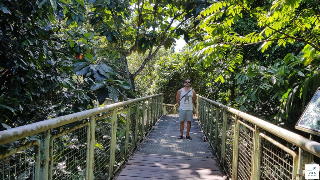 Canopy walk at rain-forest discovery center in Sepilok