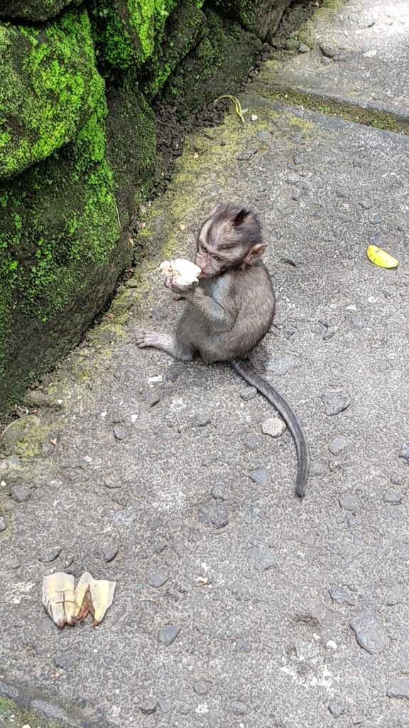 monkey at monkey forest ubud