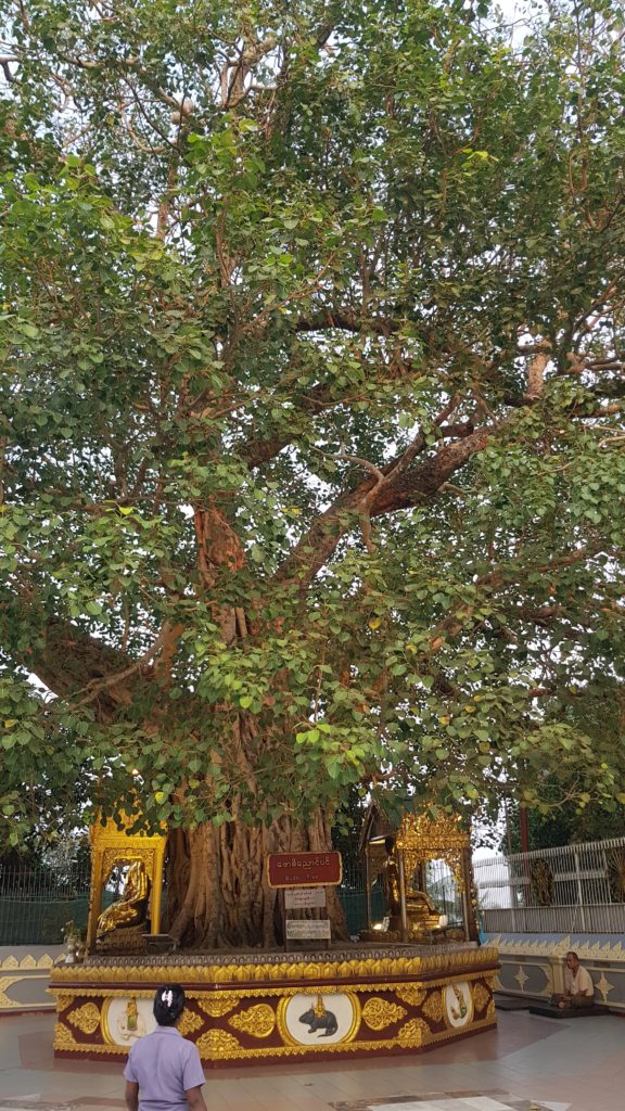 Buddha tree at Shwedagon pagoda in Yangon