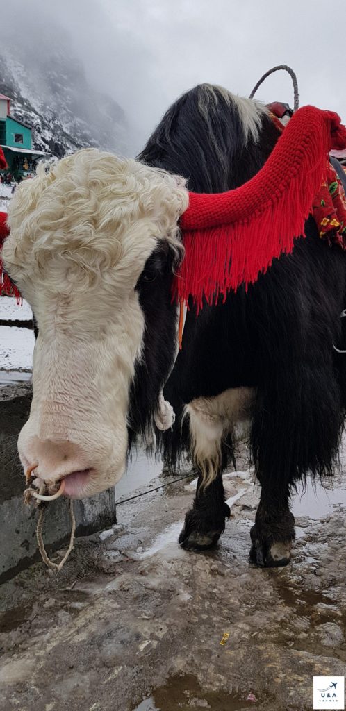 yak portrait sikkim india