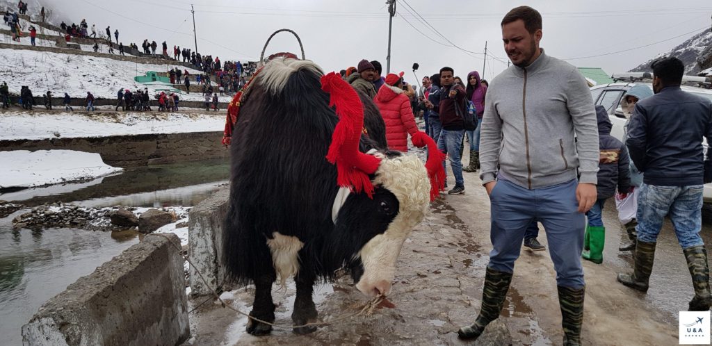 yak at tsomgo lake sikkim india