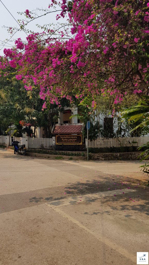 flowers in luang prabang laos