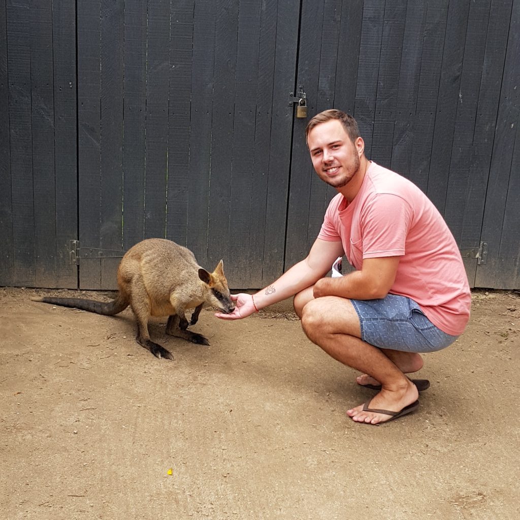 feeding wallaby kuranda queensland australia