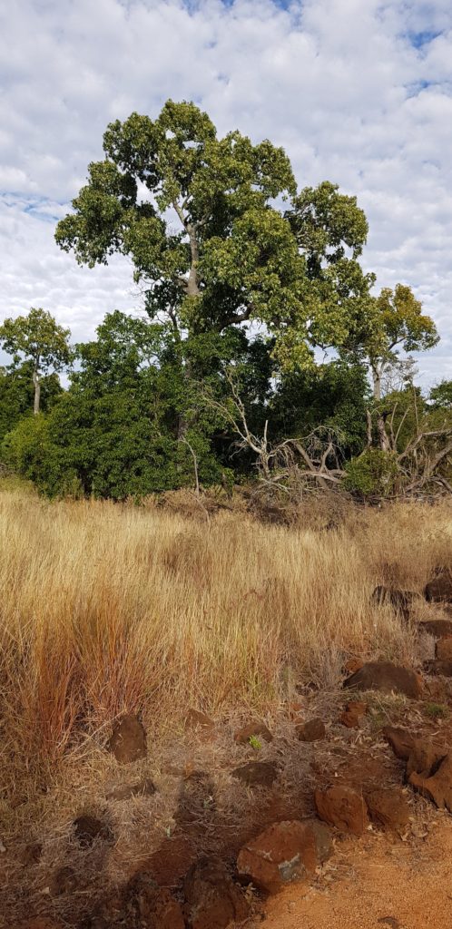 bottle tree undara queensland australia