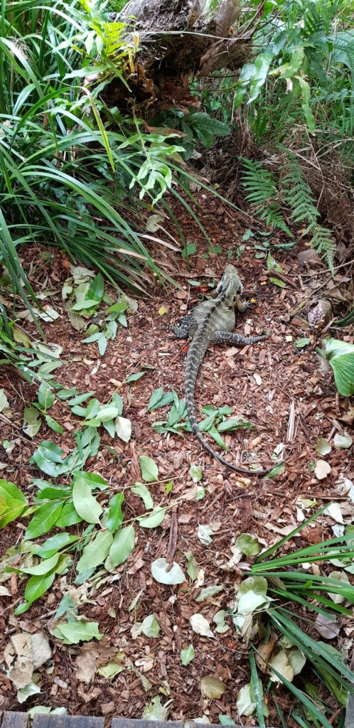 wildlife cairns queensland australia