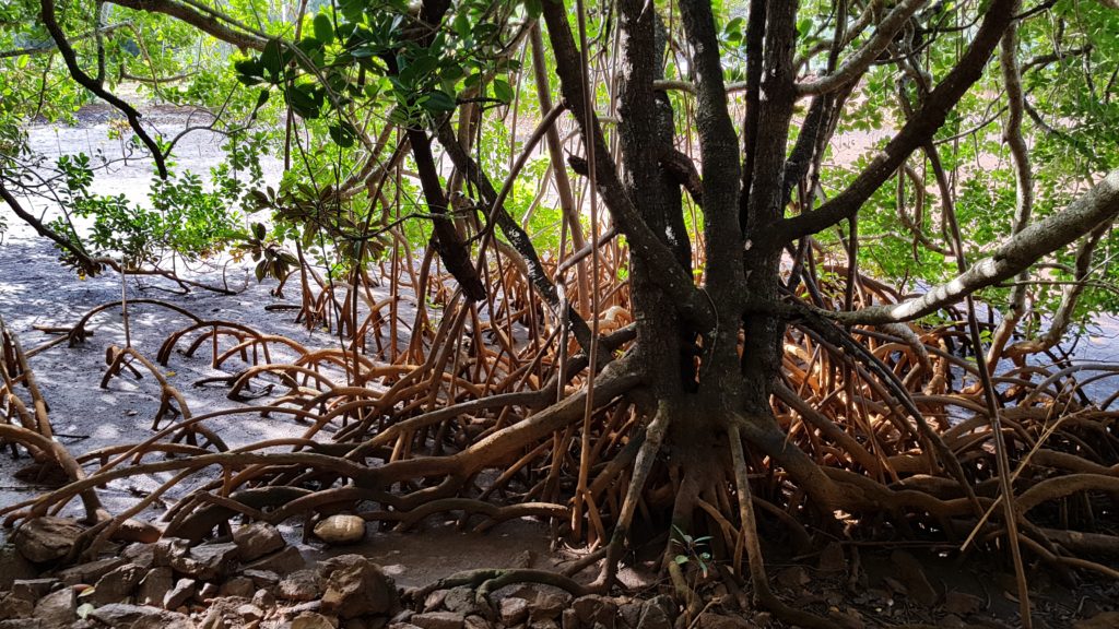 beach tree caledonia