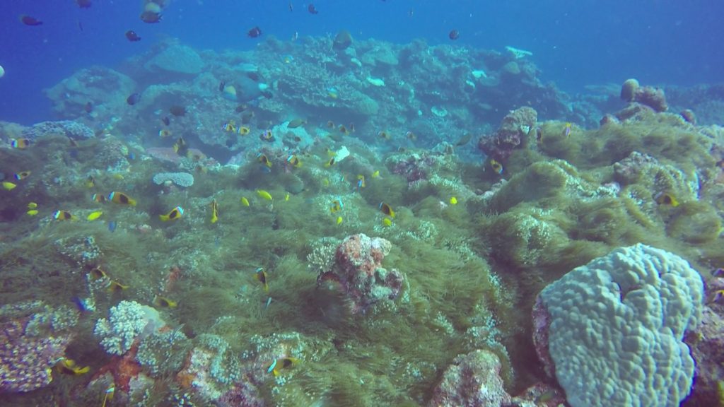 diving clown fish colonie vanuatu