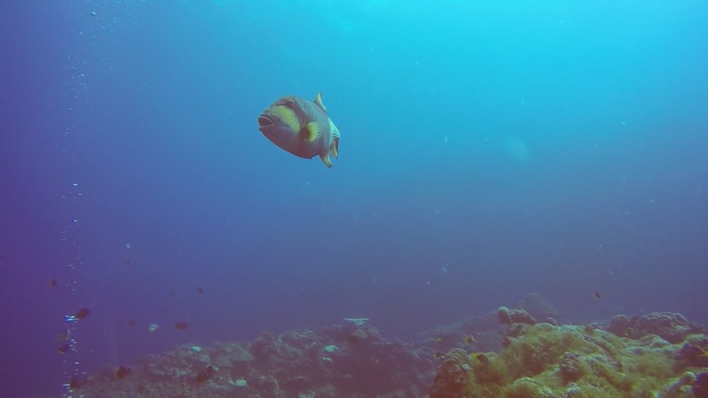 diving fish clear view