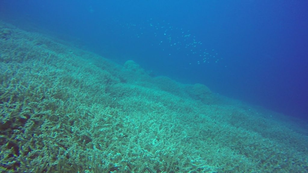 diving vanuatu