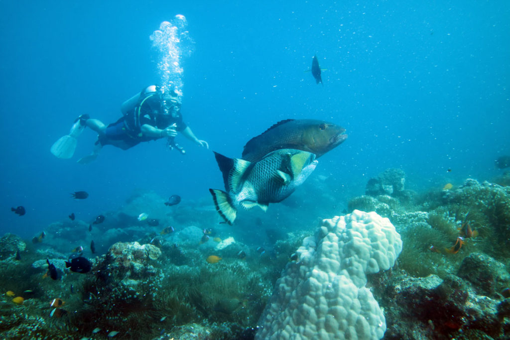 fish under water diving