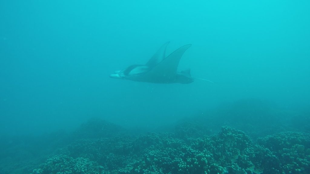 manta ray diving bora bora