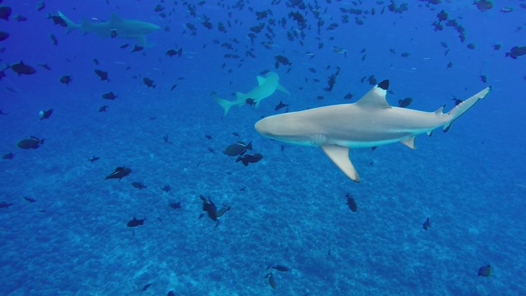 three black tip sharks underwater