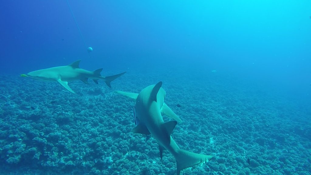 two lemon shark underwater