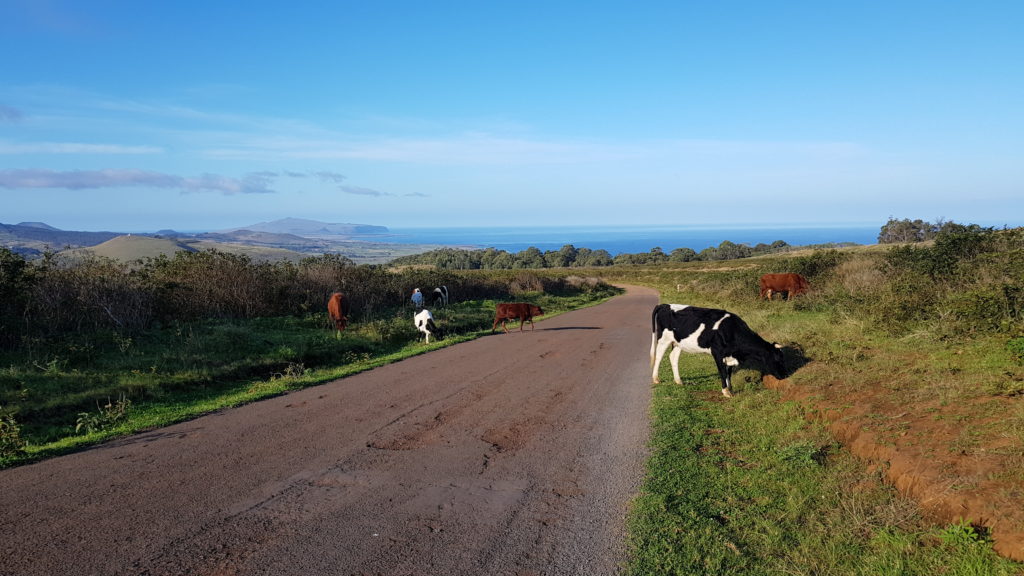 cows on the street easter island