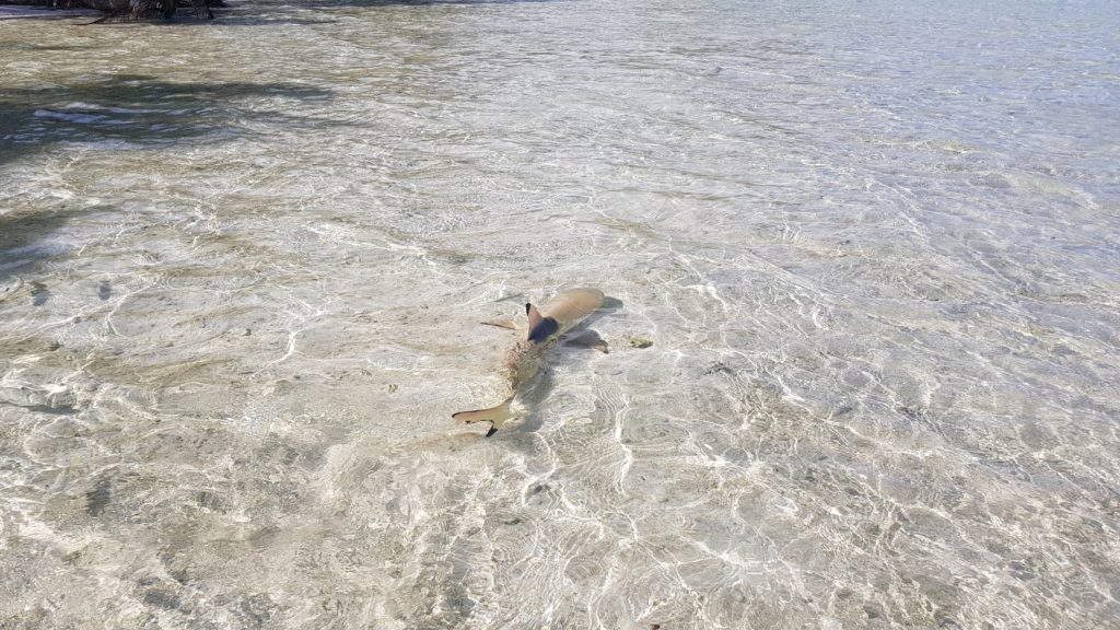 black tip shark shallow water rangiroa