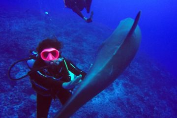 dolphin touch rangiroa tiputa pass