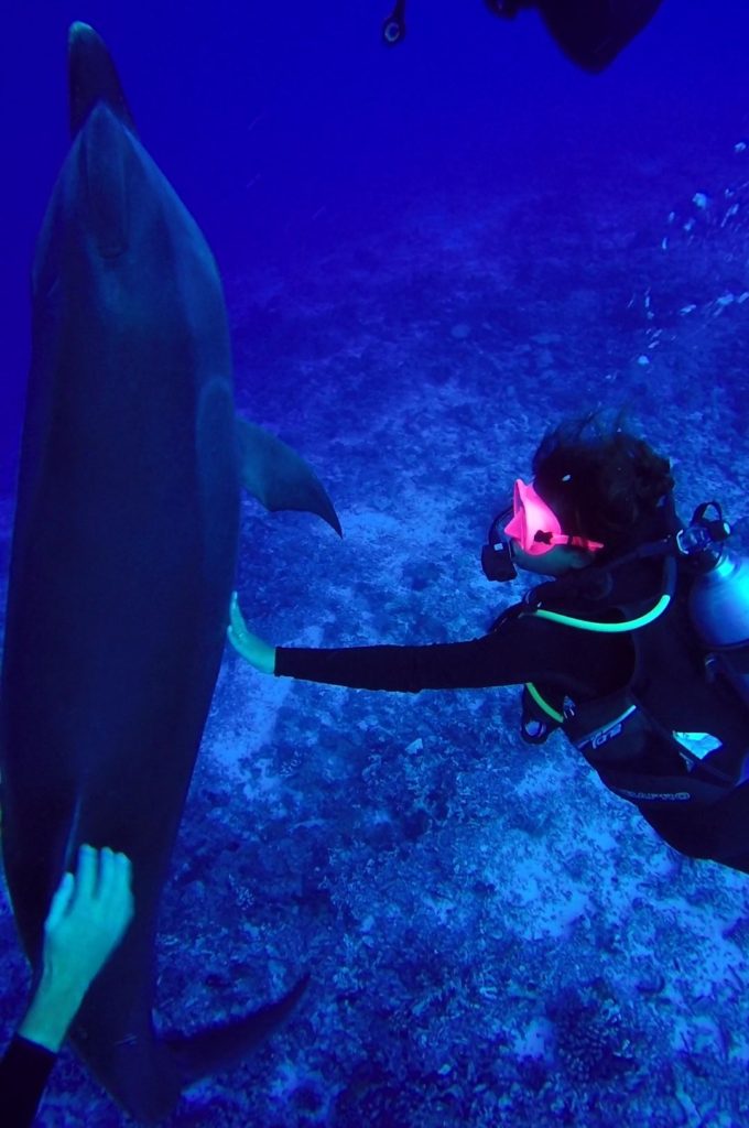 touch dolphin in wild rangiroa