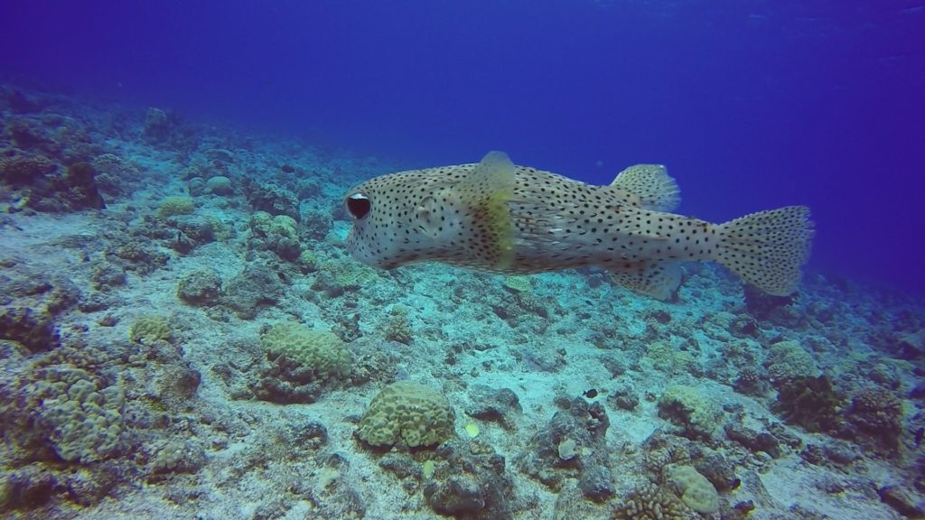 fish in water rangiroa