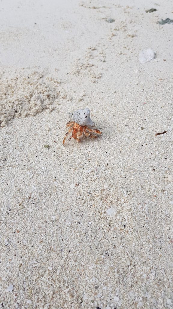 hermit crab in sand