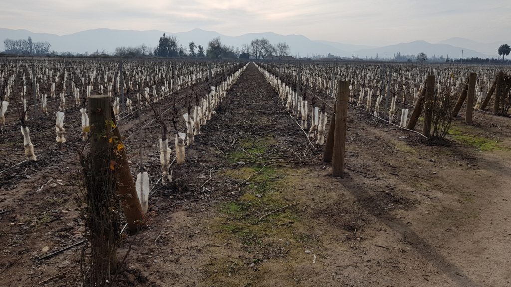 winery, tasting, chile, santiago