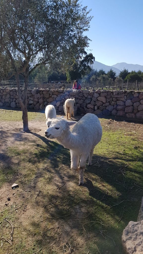 animal, winery, tasting, tour, emiliana, chile, santiago