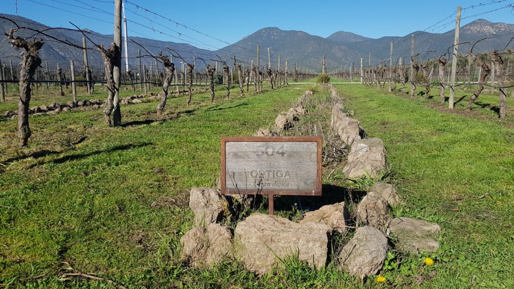 wine, ortiga, number, grapes, santiago, chile