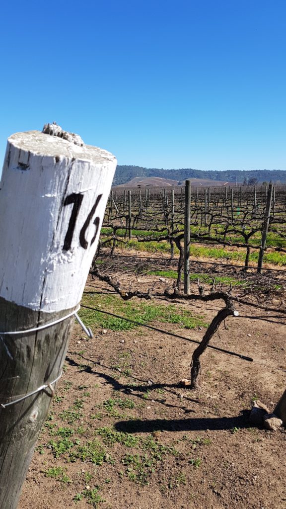 wine, winery, grapes, emiliana, chile, santiago